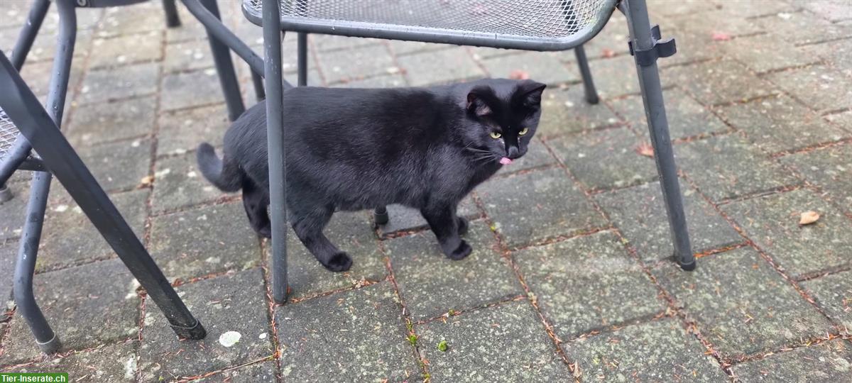 Bild 3: Schwarzer Kater Rio sucht Zuhause mit Freigang