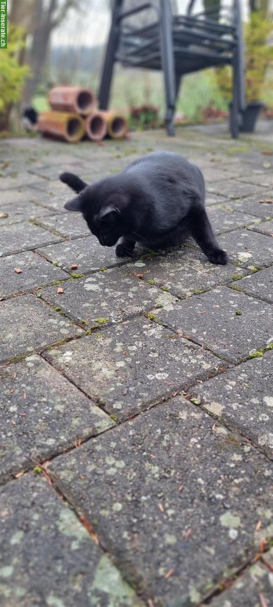 Bild 4: Schwarzer Kater Rio sucht Zuhause mit Freigang