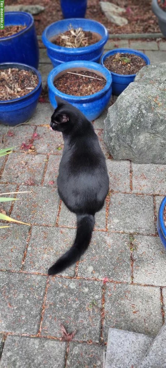 Bild 5: Schwarzer Kater Rio sucht Zuhause mit Freigang