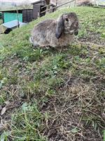 Französischer Widder Kastrat gesucht