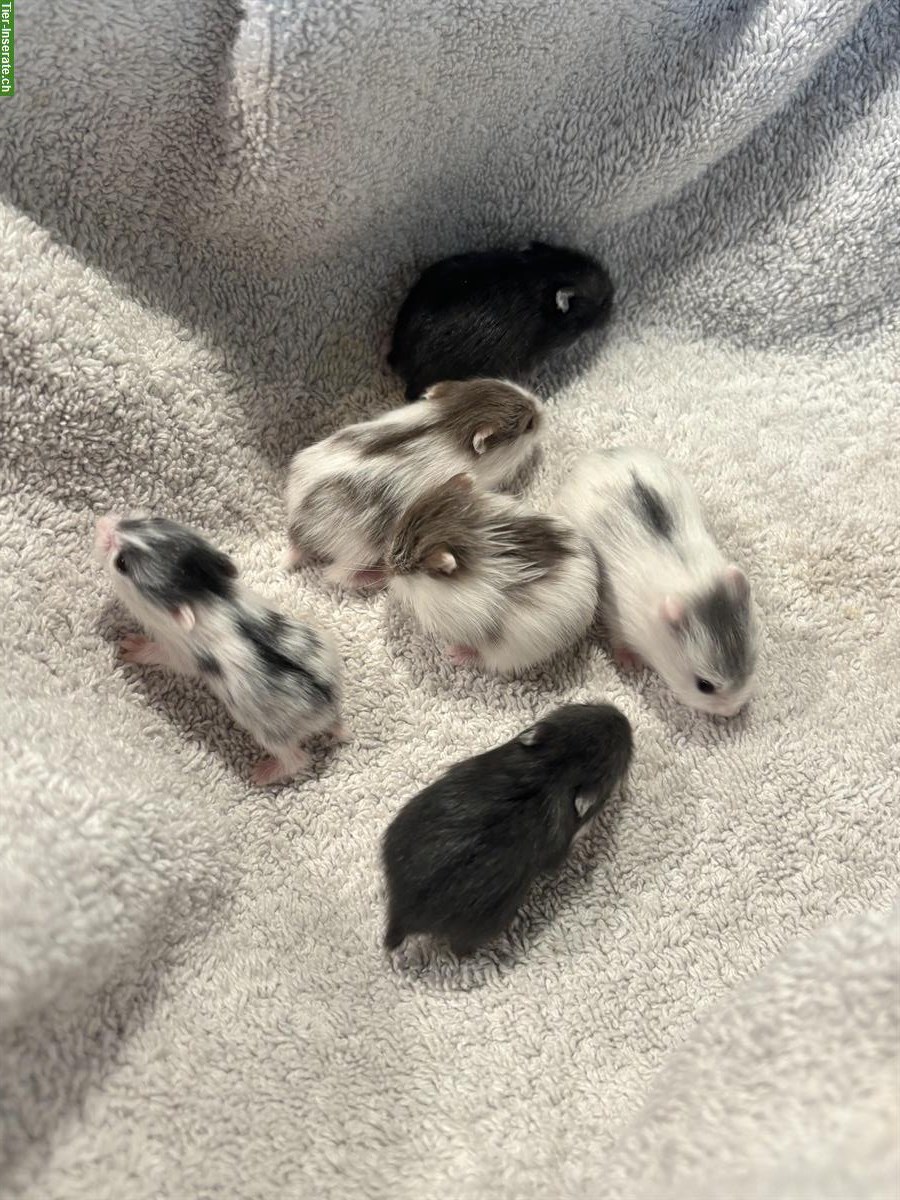 Campbell Zwerghamster Babys abzugeben, handzahm