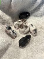 Campbell Zwerghamster Babys abzugeben, handzahm