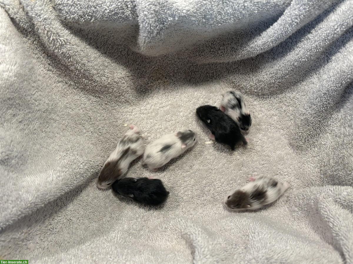 Bild 2: Campbell Zwerghamster Babys abzugeben, handzahm