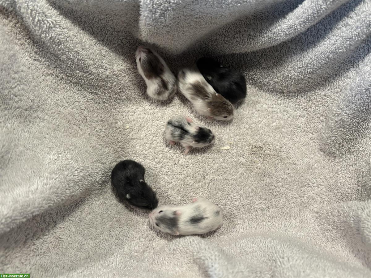 Bild 3: Campbell Zwerghamster Babys abzugeben, handzahm