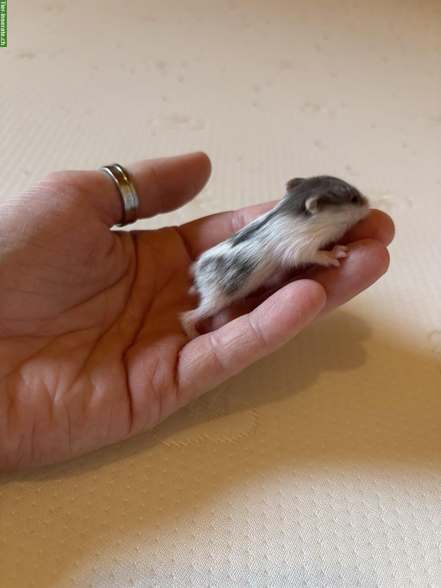 Bild 4: Campbell Zwerghamster Babys abzugeben, handzahm