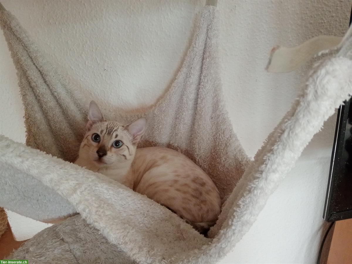 Snow Lynx Bengal Katzen aus seriöser Zucht