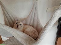 Snow Lynx Bengal Katzen aus seriöser Zucht