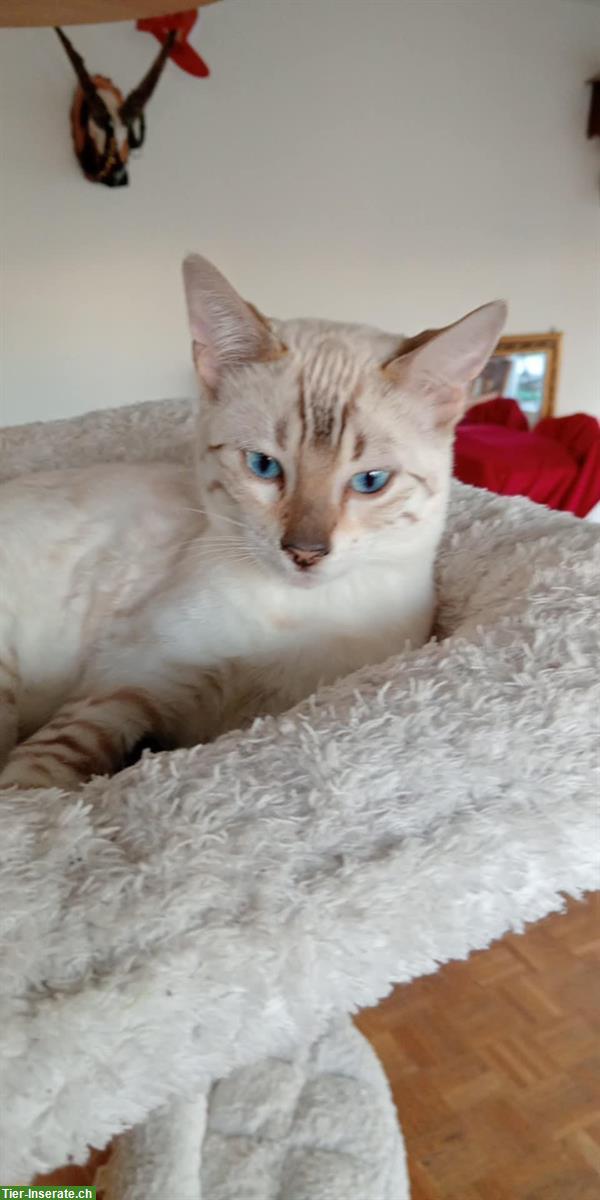 Bild 2: Snow Lynx Bengal Katzen aus seriöser Zucht