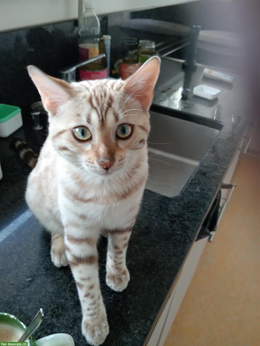 Bild 3: Snow Lynx Bengal Katzen aus seriöser Zucht