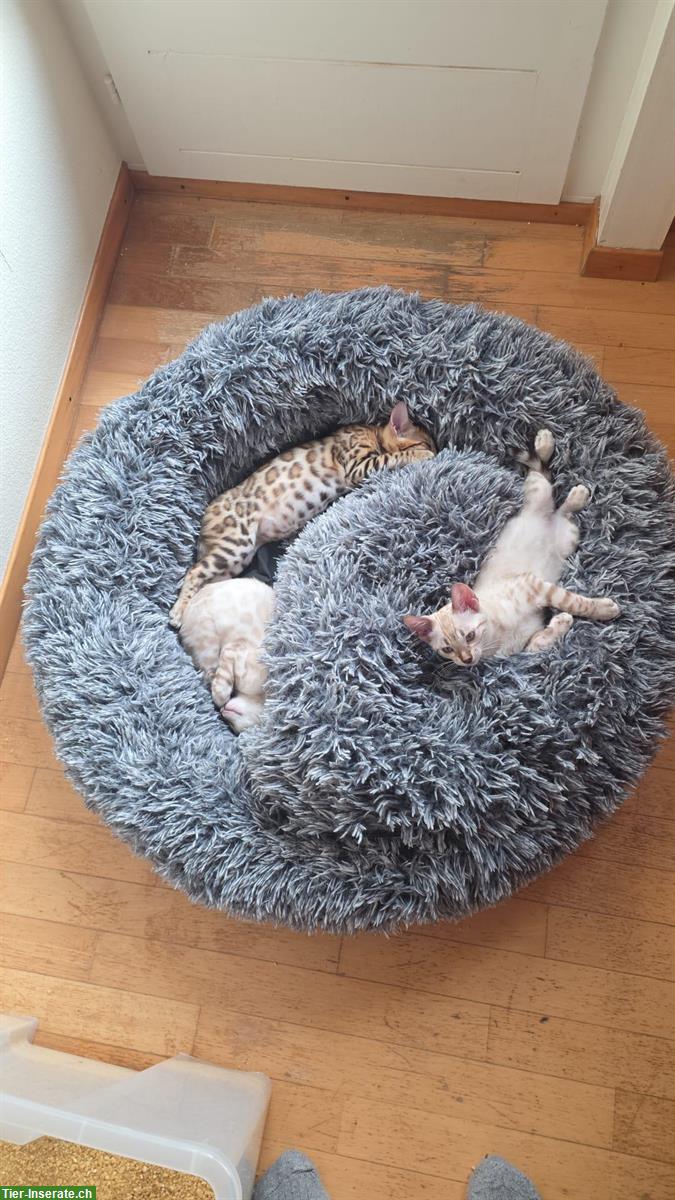 Bild 4: Snow Lynx Bengal Katzen aus seriöser Zucht