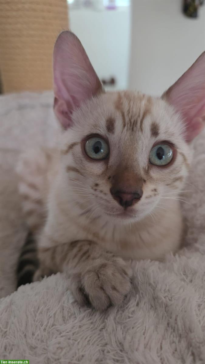 Bild 5: Snow Lynx Bengal Katzen aus seriöser Zucht