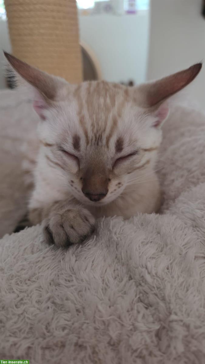 Bild 6: Snow Lynx Bengal Katzen aus seriöser Zucht