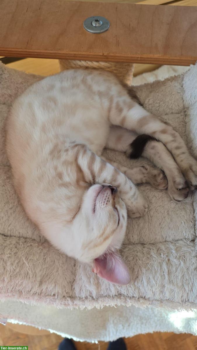 Bild 7: Snow Lynx Bengal Katzen aus seriöser Zucht