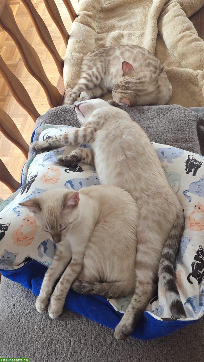 Bild 8: Snow Lynx Bengal Katzen aus seriöser Zucht
