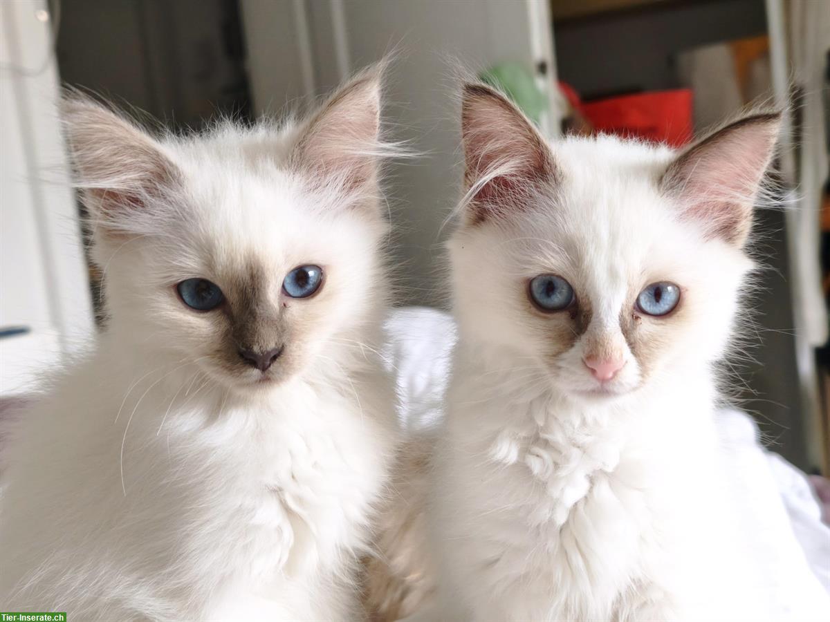 Junge Heilige Birma x Ragdoll Mix Kätzchen