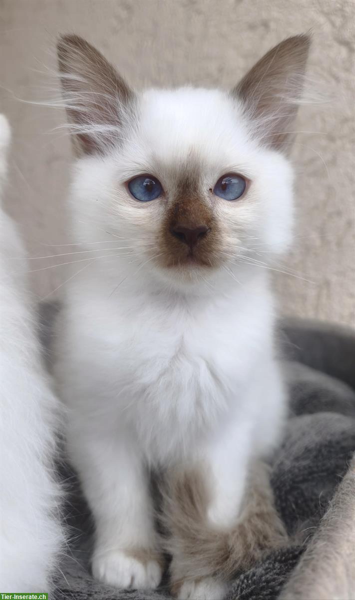Bild 3: Junge Heilige Birma x Ragdoll Mix Kätzchen