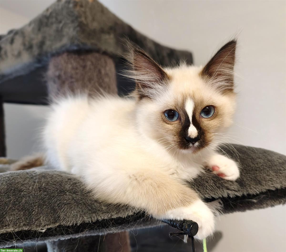 Bild 4: Junge Heilige Birma x Ragdoll Mix Kätzchen