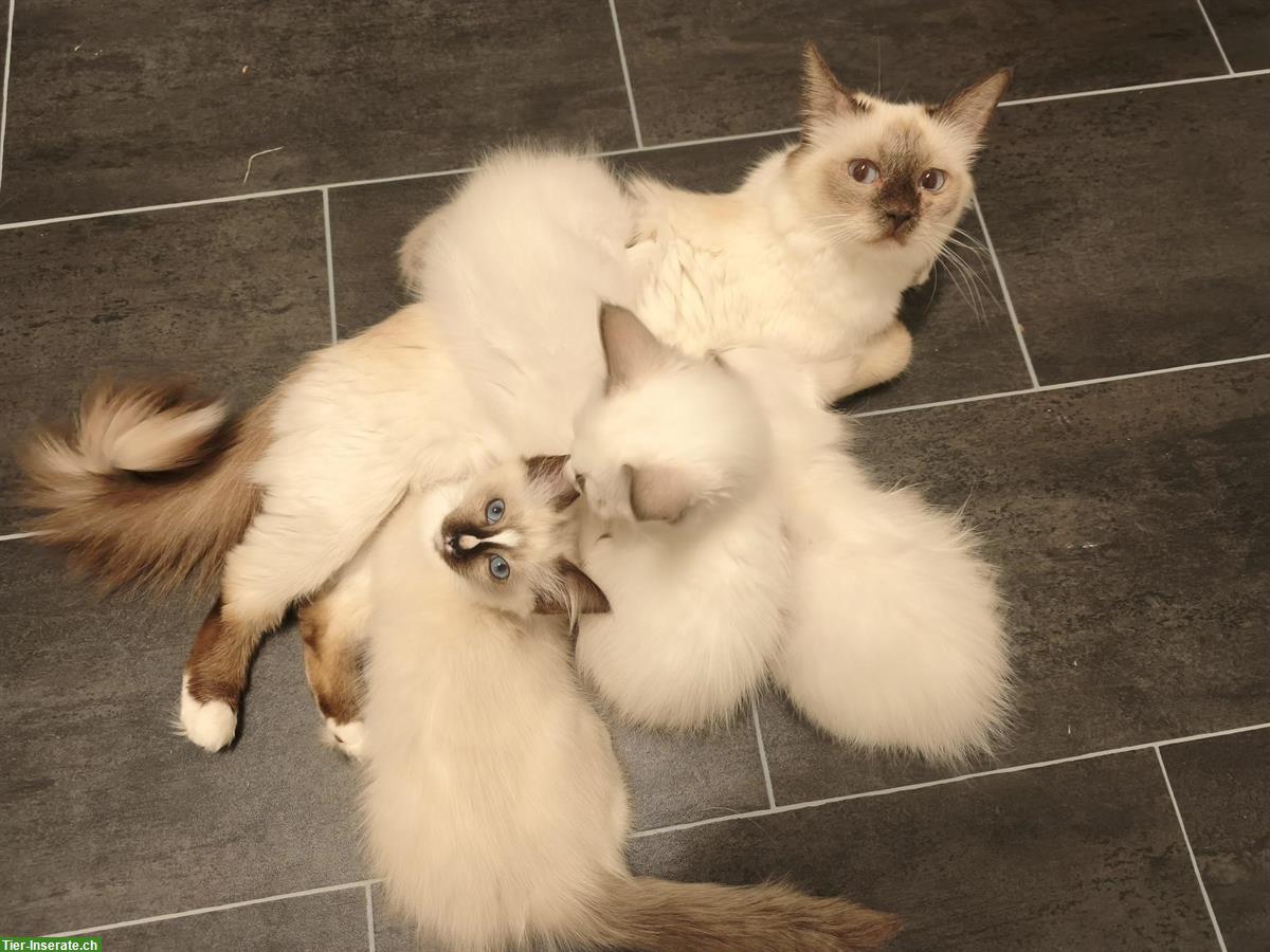 Bild 5: Junge Heilige Birma x Ragdoll Mix Kätzchen