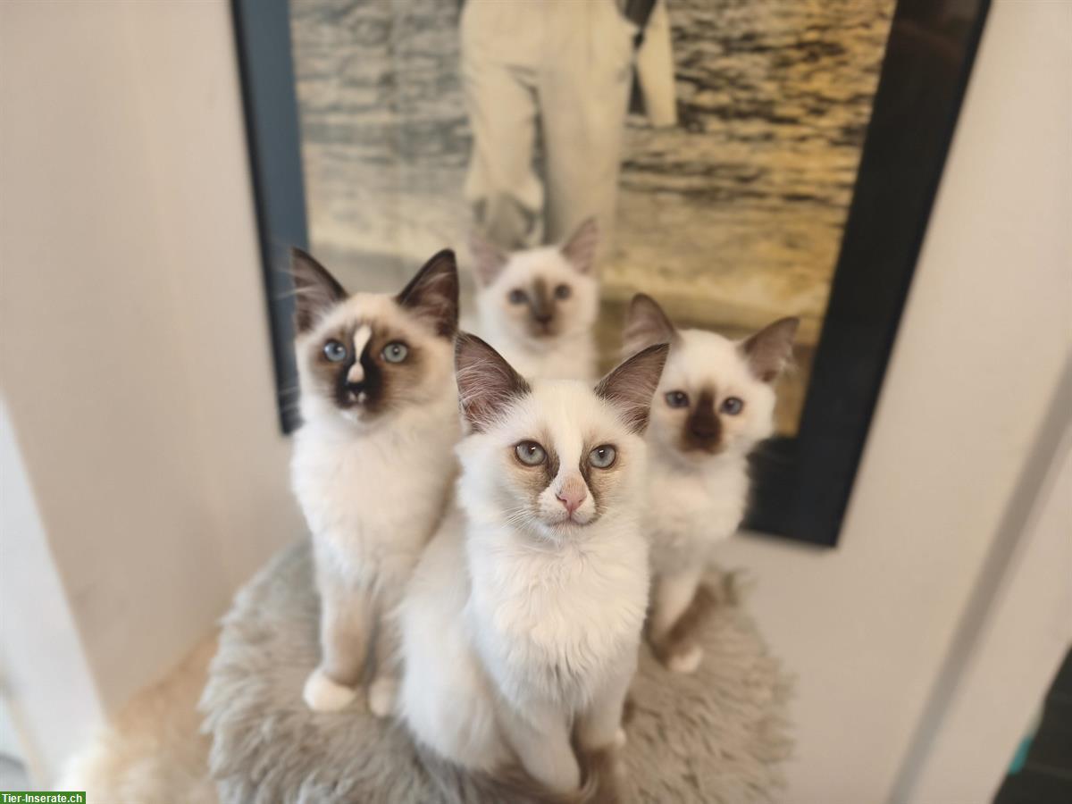 Bild 6: Junge Heilige Birma x Ragdoll Mix Kätzchen