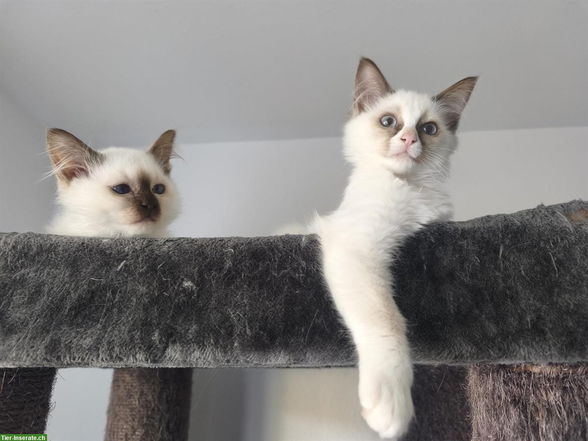 Bild 7: Junge Heilige Birma x Ragdoll Mix Kätzchen