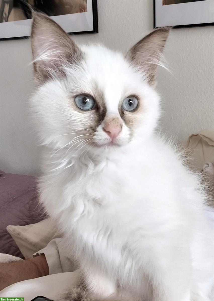 Bild 8: Junge Heilige Birma x Ragdoll Mix Kätzchen