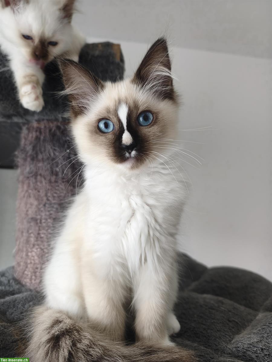 Bild 9: Junge Heilige Birma x Ragdoll Mix Kätzchen
