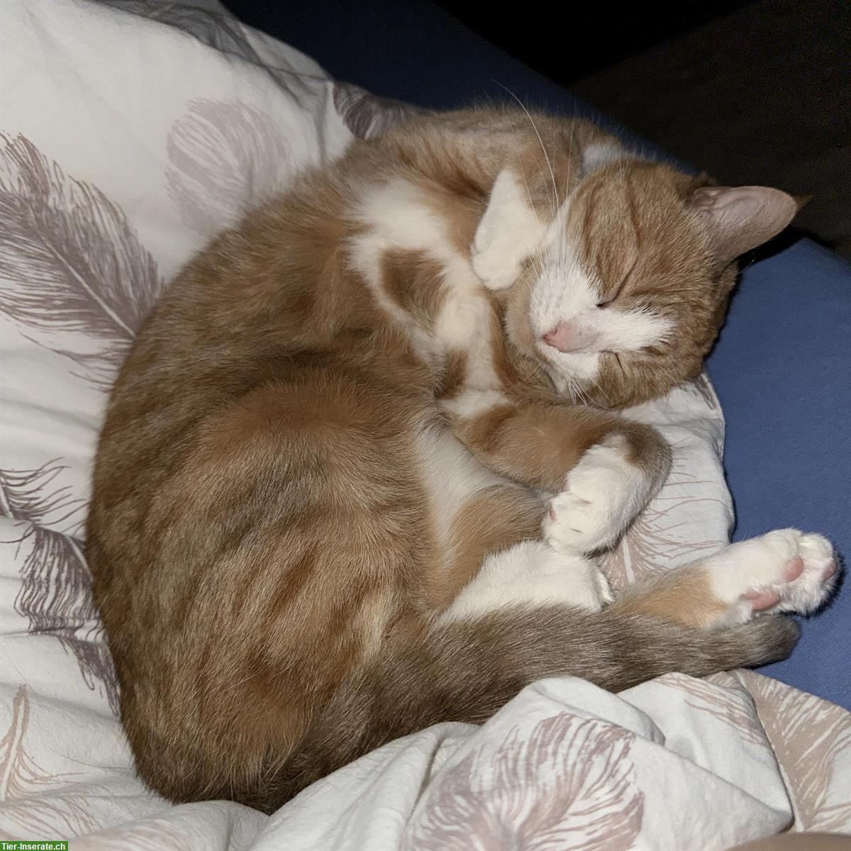 Wohnungskatze (2018) sucht ruhiges Zuhause