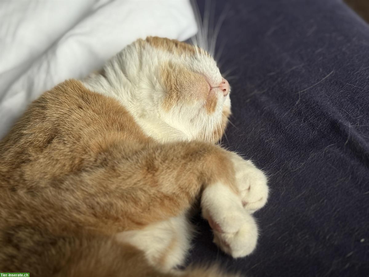 Bild 2: Wohnungskatze (2018) sucht ruhiges Zuhause