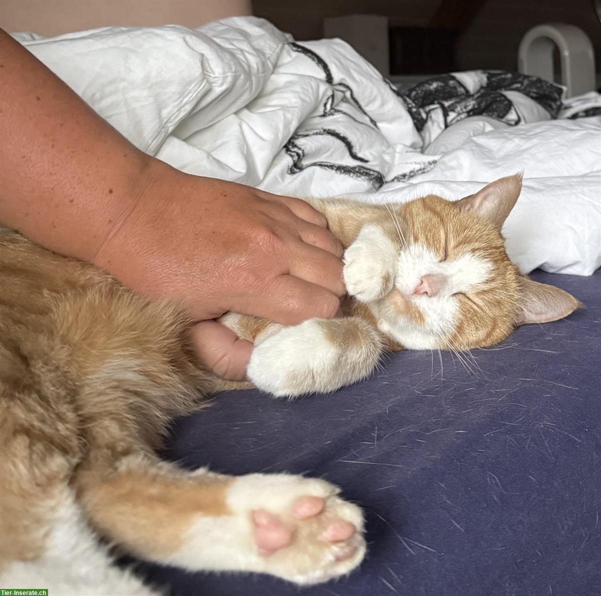 Bild 3: Wohnungskatze (2018) sucht ruhiges Zuhause