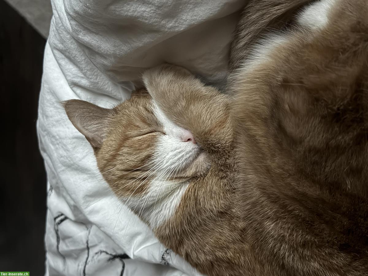 Bild 4: Wohnungskatze (2018) sucht ruhiges Zuhause