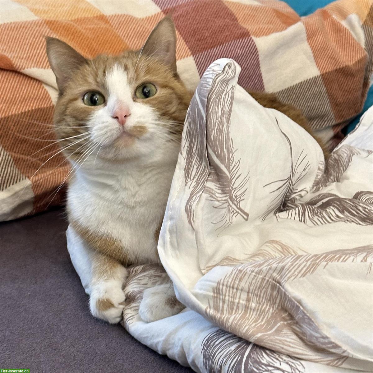 Bild 5: Wohnungskatze (2018) sucht ruhiges Zuhause