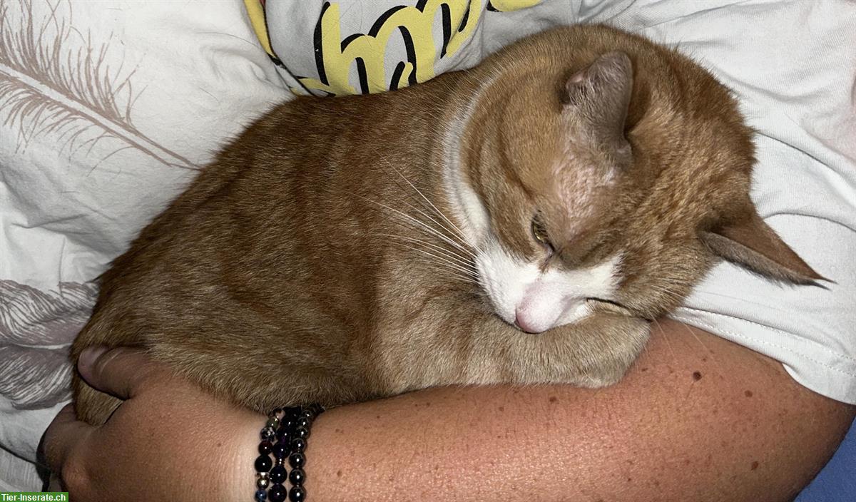 Bild 6: Wohnungskatze (2018) sucht ruhiges Zuhause