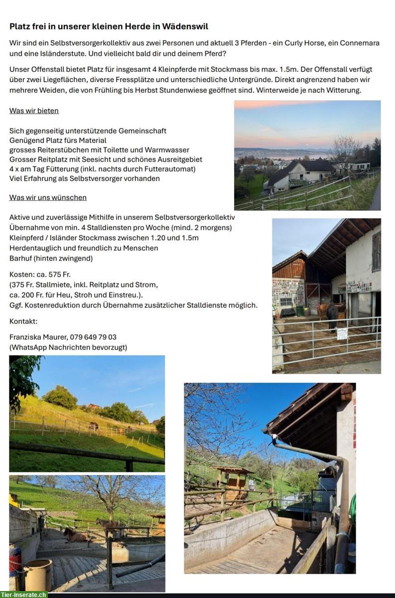 Bieten Offenstallplatz in Wädenswil für Selbstversorger