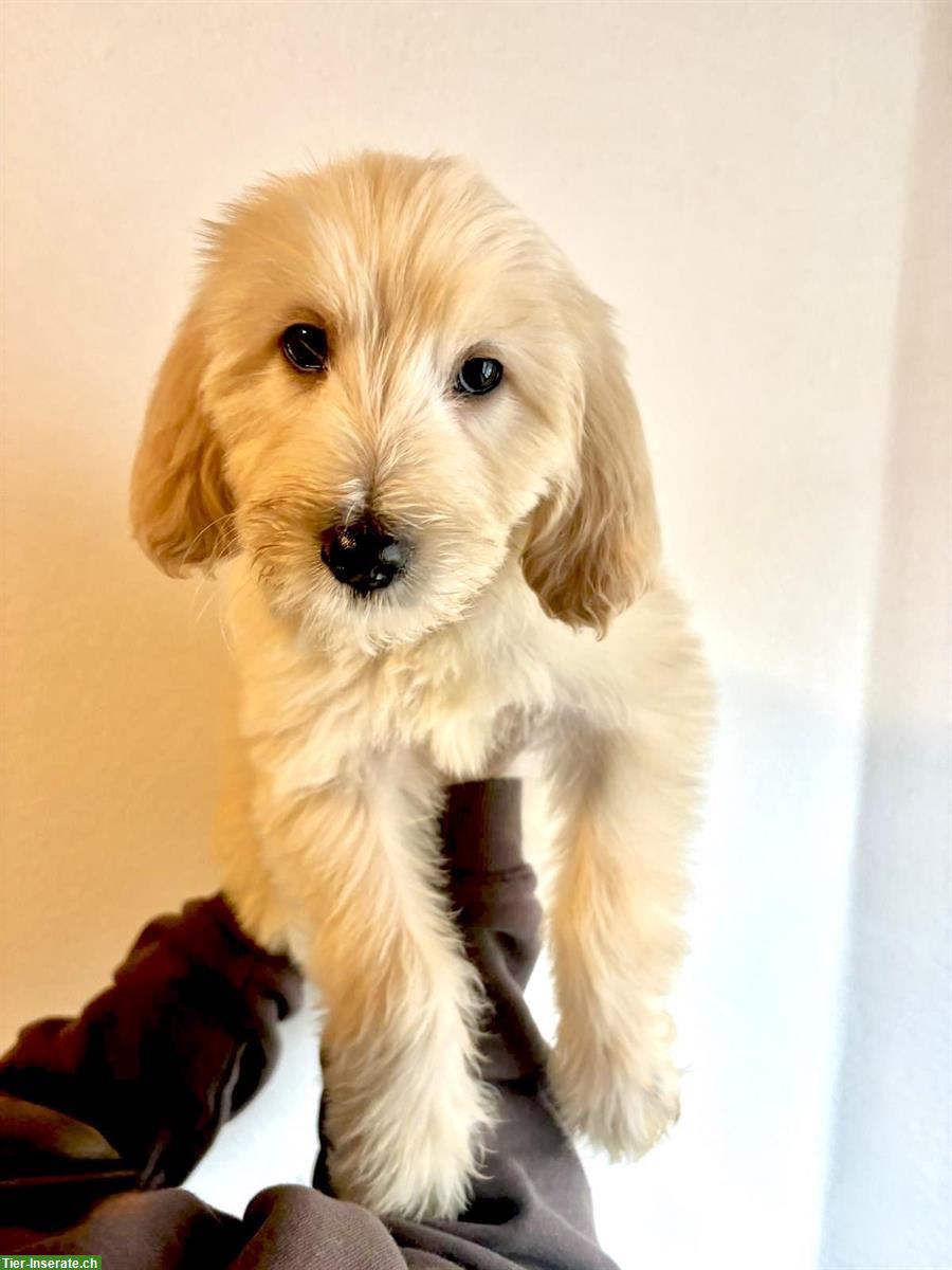 Bild 3: Goldendoodle Mädchen (Welpe) zu verkaufen