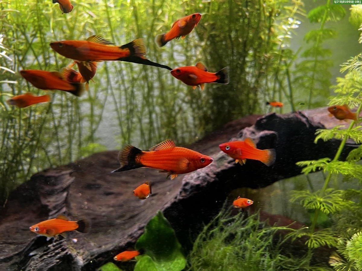 Schwertträger, kleinere und mittlere Fische