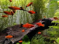 Schwertträger, kleinere und mittlere Fische