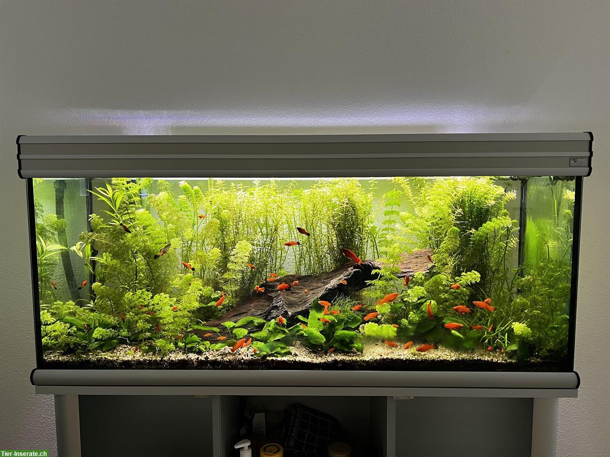 Bild 2: Schwertträger, kleinere und mittlere Fische