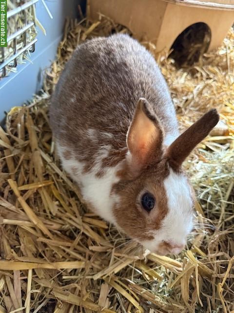 Zwergkaninchen Dame, 6-jährig sucht neues Zuhause