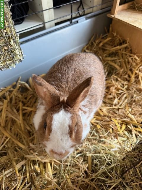 Bild 2: Zwergkaninchen Dame, 6-jährig sucht neues Zuhause