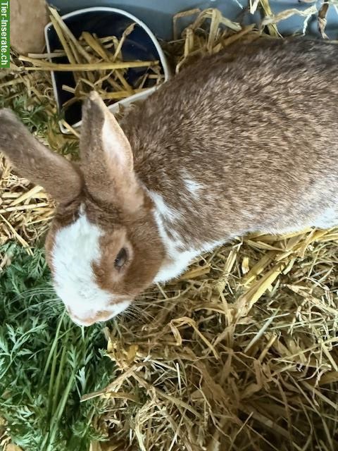 Bild 3: Zwergkaninchen Dame, 6-jährig sucht neues Zuhause