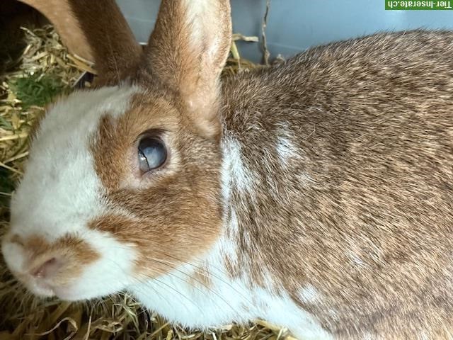 Bild 4: Zwergkaninchen Dame, 6-jährig sucht neues Zuhause