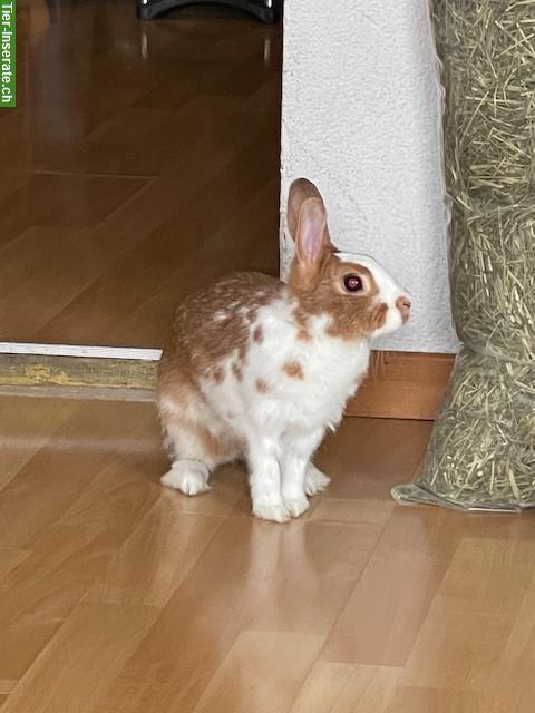 Bild 5: Zwergkaninchen Dame, 6-jährig sucht neues Zuhause