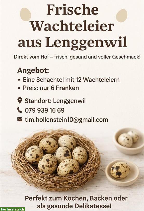 Frische Wachteleier aus Lenggenwil SG