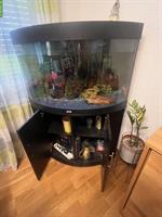 Aquarium-Set mit Fischen zu verkaufen