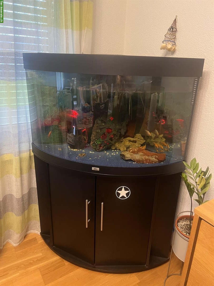 Bild 3: Aquarium-Set mit Fischen zu verkaufen