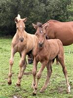Lusitano Hengstfohlen zu verkaufen