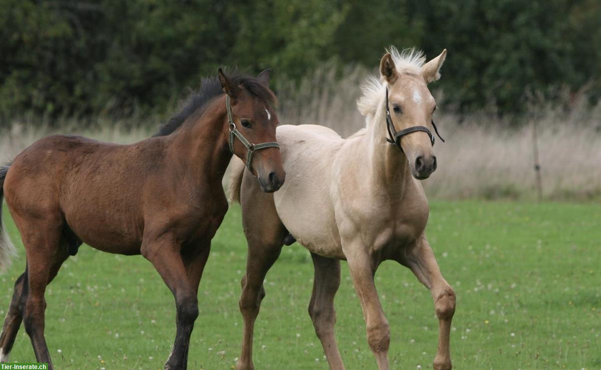 Bild 10: Lusitano Hengstfohlen zu verkaufen