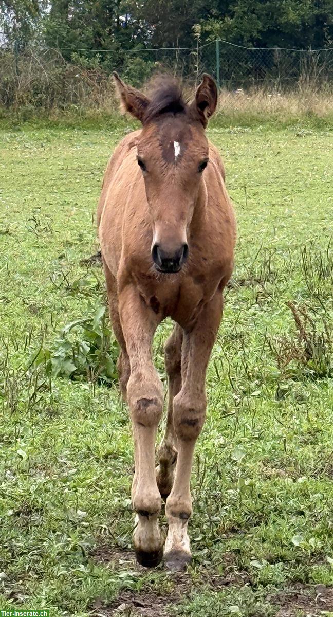 Bild 2: Lusitano Hengstfohlen zu verkaufen