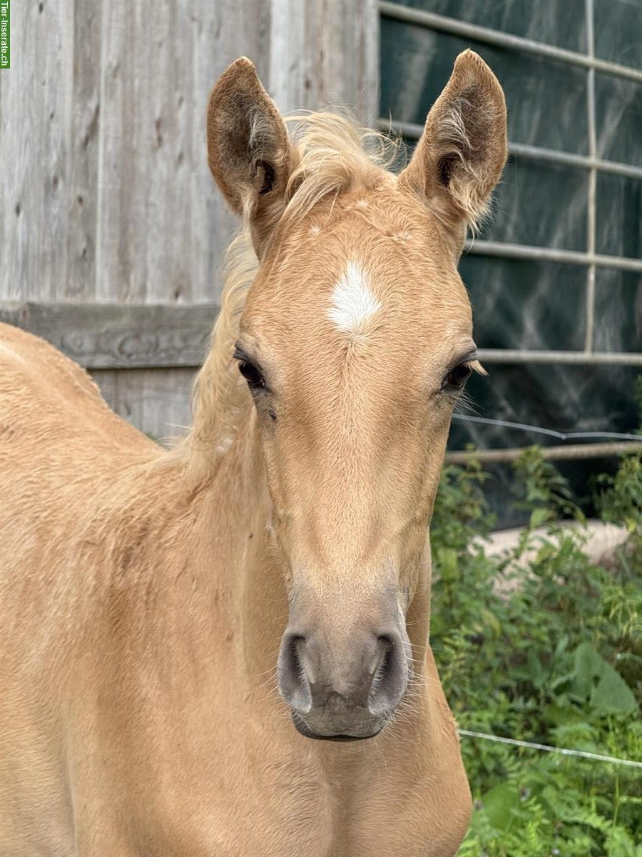 Bild 3: Lusitano Hengstfohlen zu verkaufen
