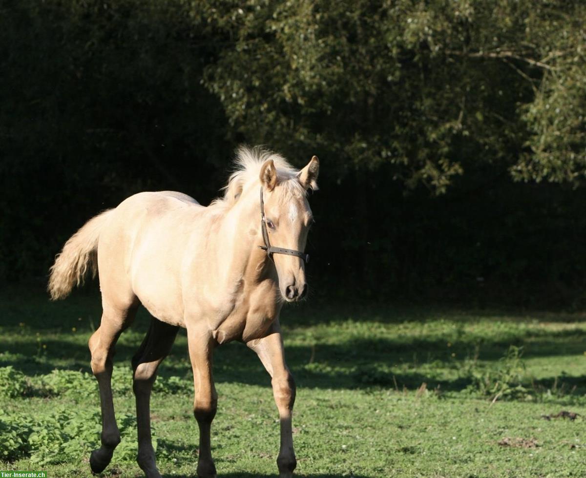 Bild 4: Lusitano Hengstfohlen zu verkaufen
